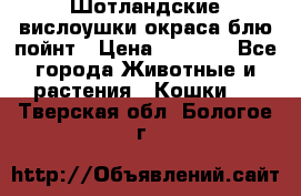 Шотландские вислоушки окраса блю пойнт › Цена ­ 4 000 - Все города Животные и растения » Кошки   . Тверская обл.,Бологое г.